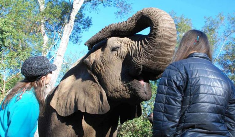 Elephant sanctuary – Hartebeespoortdam